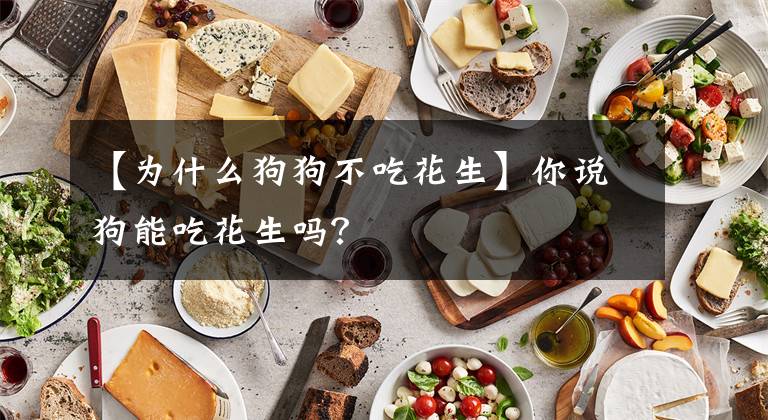 【为什么狗狗不吃花生】你说狗能吃花生吗？