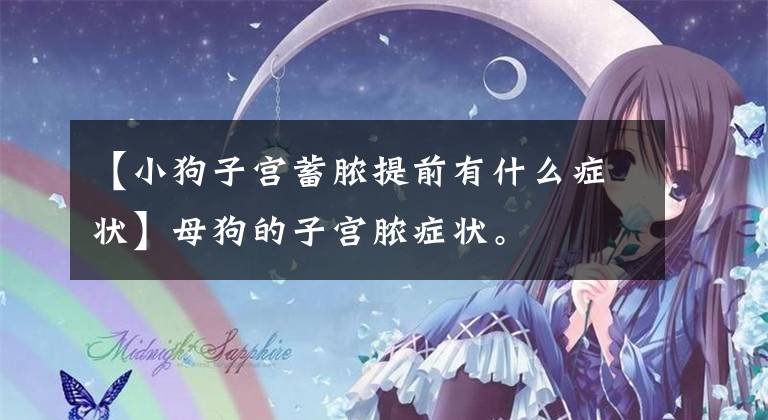 【小狗子宫蓄脓提前有什么症状】母狗的子宫脓症状。
