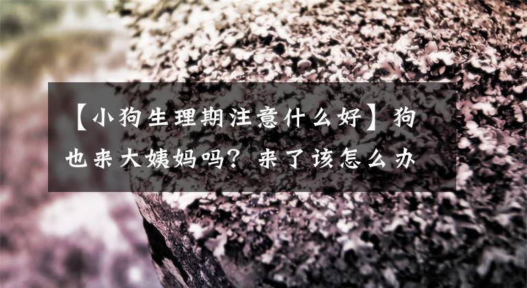【小狗生理期注意什么好】狗也来大姨妈吗？来了该怎么办？可以采取措施吗？