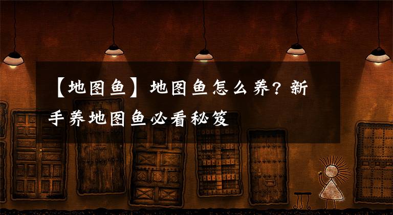 【地图鱼】地图鱼怎么养? 新手养地图鱼必看秘笈