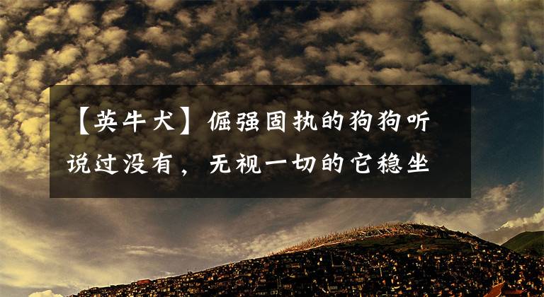 【英牛犬】倔强固执的狗狗听说过没有，无视一切的它稳坐第一