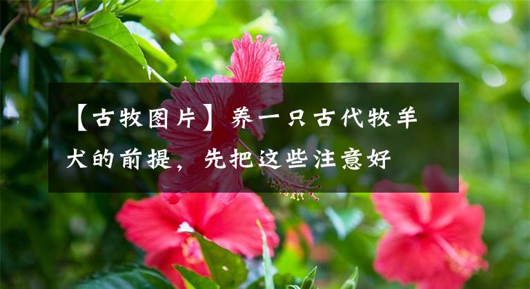 【古牧图片】养一只古代牧羊犬的前提，先把这些注意好