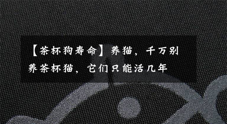 【茶杯狗寿命】养猫，千万别养茶杯猫，它们只能活几年