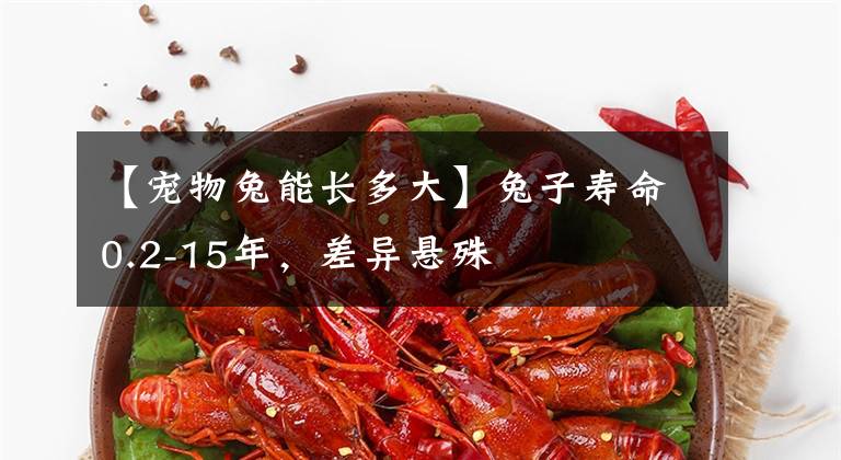 【宠物兔能长多大】兔子寿命0.2-15年，差异悬殊