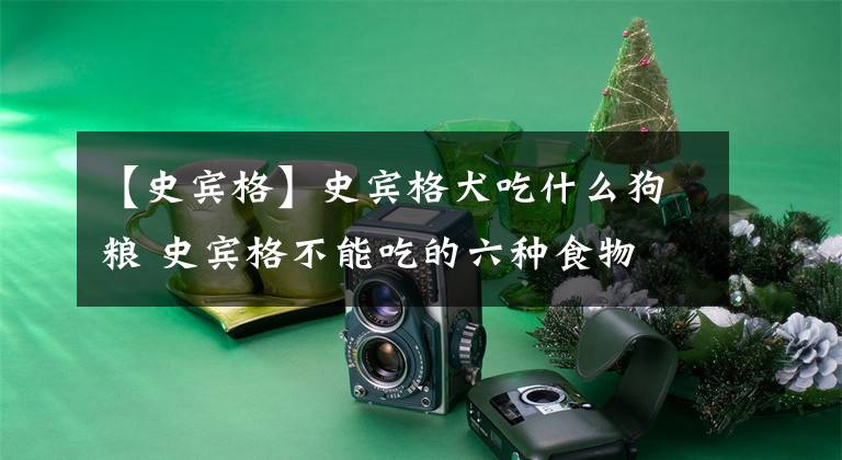 【史宾格】史宾格犬吃什么狗粮 史宾格不能吃的六种食物