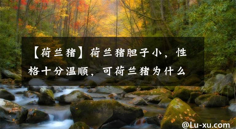 【荷兰猪】荷兰猪胆子小，性格十分温顺，可荷兰猪为什么会一直叫