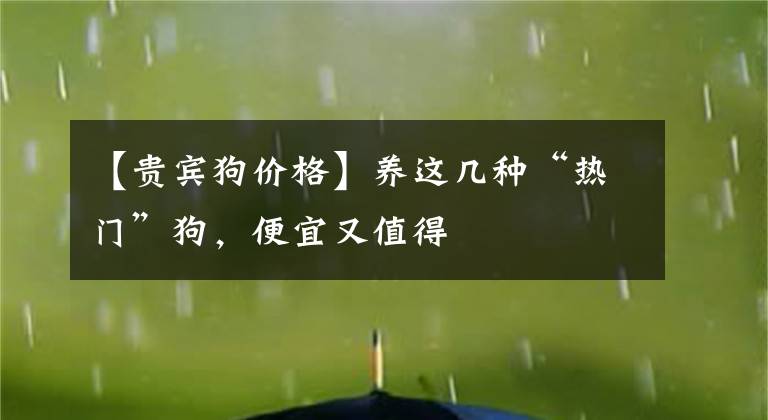 【贵宾狗价格】养这几种“热门”狗，便宜又值得