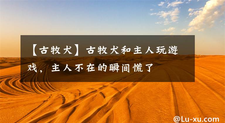 【古牧犬】古牧犬和主人玩游戏，主人不在的瞬间慌了