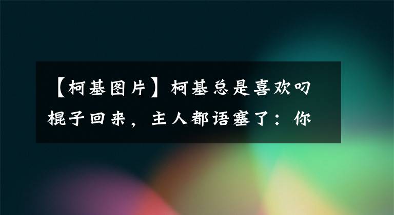 【柯基图片】柯基总是喜欢叼棍子回来，主人都语塞了：你这是要干啥呀？
