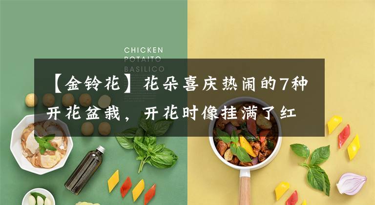 【金铃花】花朵喜庆热闹的7种开花盆栽，开花时像挂满了红灯笼