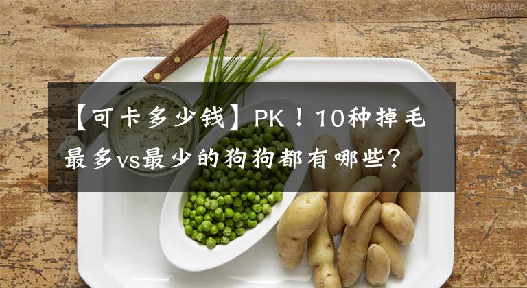 【可卡多少钱】PK！10种掉毛最多vs最少的狗狗都有哪些？