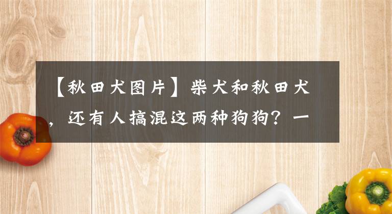 【秋田犬图片】柴犬和秋田犬，还有人搞混这两种狗狗？一文告诉你两者的区别