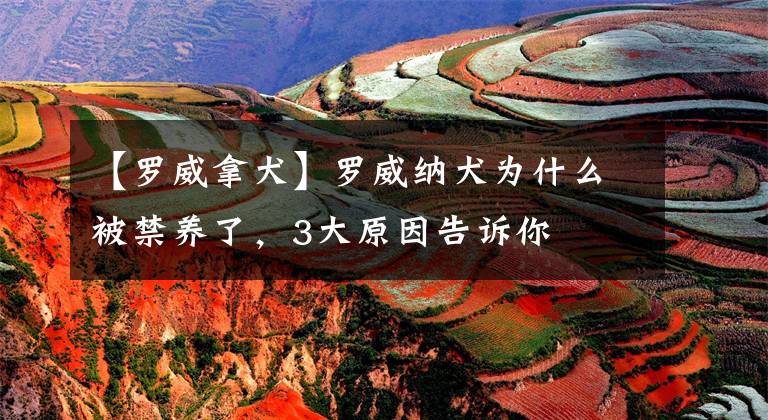 【罗威拿犬】罗威纳犬为什么被禁养了，3大原因告诉你