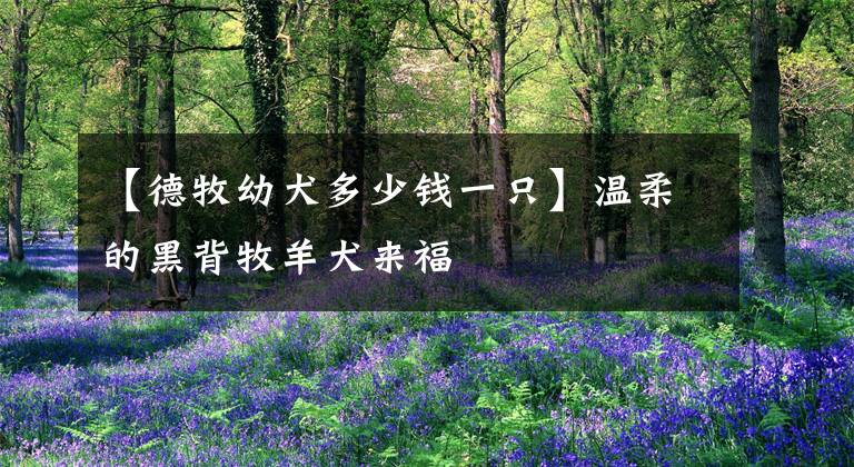 【德牧幼犬多少钱一只】温柔的黑背牧羊犬来福