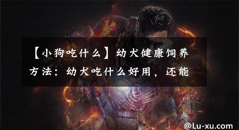 【小狗吃什么】幼犬健康饲养方法：幼犬吃什么好用，还能茁壮成长？