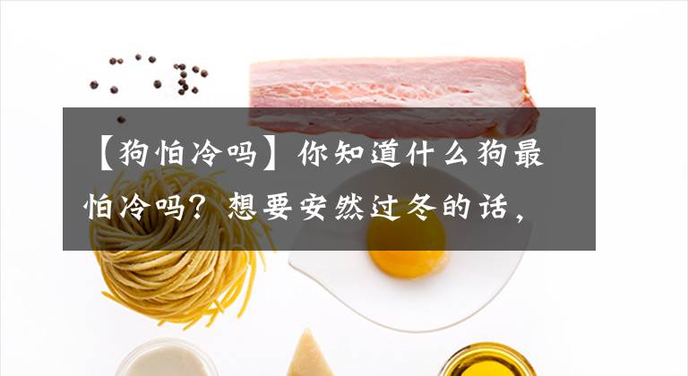 【狗怕冷吗】你知道什么狗最怕冷吗？想要安然过冬的话，到底该怎么做才好？