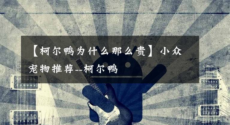 【柯尔鸭为什么那么贵】小众宠物推荐--柯尔鸭