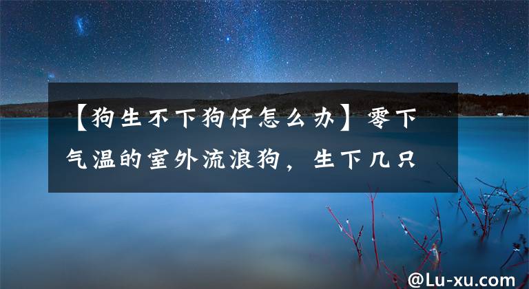 【狗生不下狗仔怎么办】零下气温的室外流浪狗，生下几只狗仔队的人及时提供了帮助