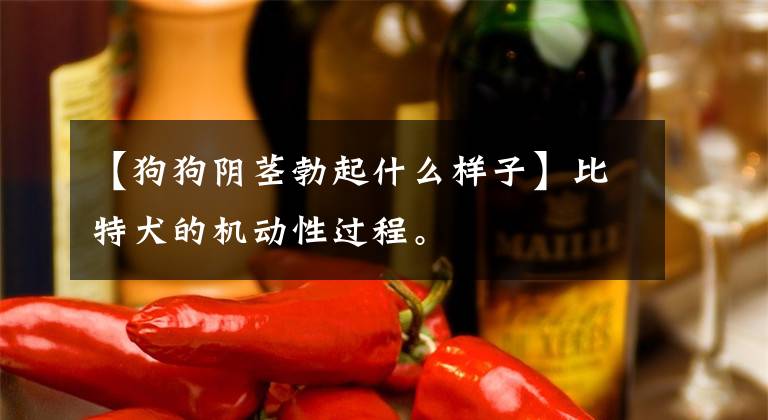 【狗狗阴茎勃起什么样子】比特犬的机动性过程。