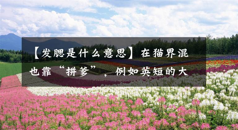 【发腮是什么意思】在猫界混也靠“拼爹”，例如英短的大圆脸就是靠基因来决定的