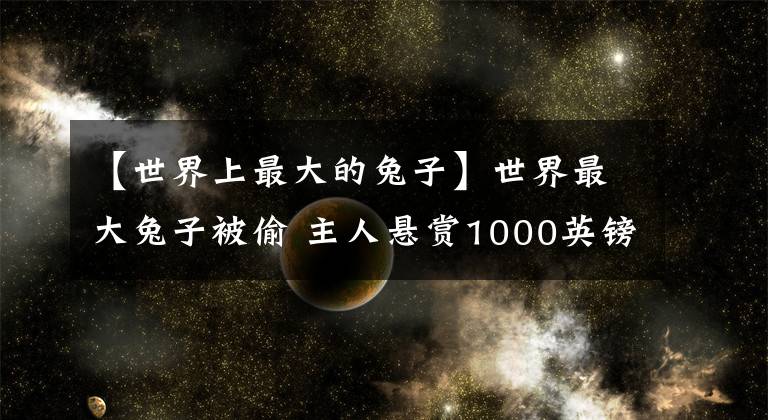 【世界上最大的兔子】世界最大兔子被偷 主人悬赏1000英镑急寻