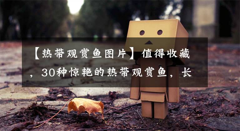 【热带观赏鱼图片】值得收藏，30种惊艳的热带观赏鱼，长得像精灵的却没人敢养
