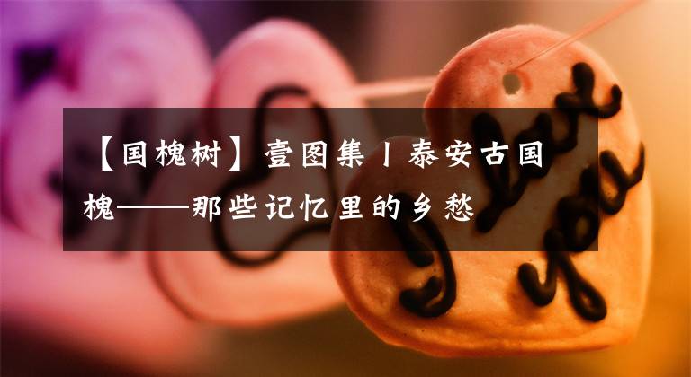 【国槐树】壹图集丨泰安古国槐——那些记忆里的乡愁