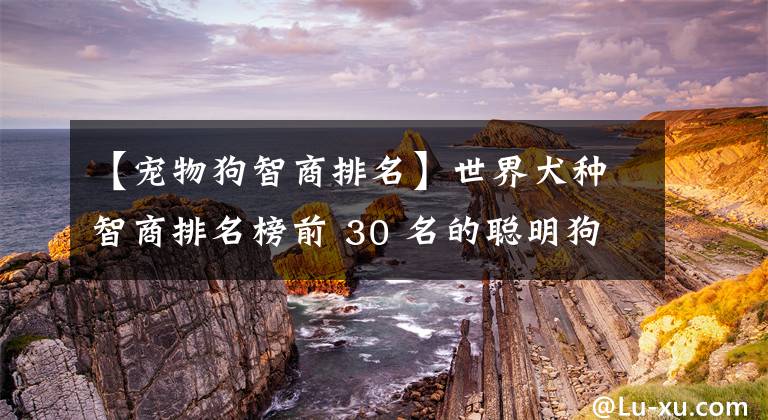 【宠物狗智商排名】世界犬种智商排名榜前 30 名的聪明狗狗