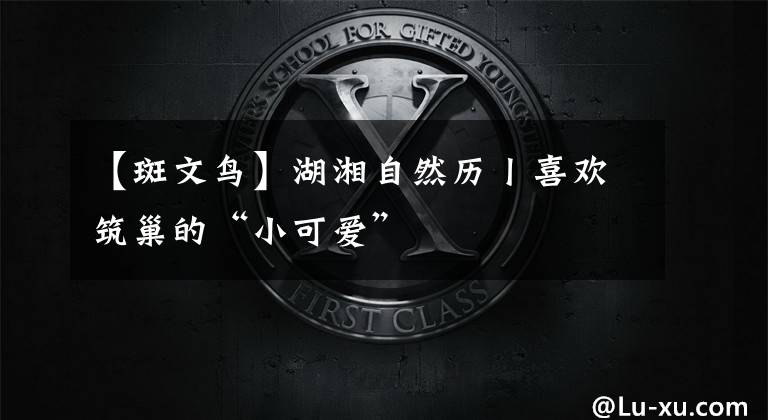 【斑文鸟】湖湘自然历丨喜欢筑巢的“小可爱”