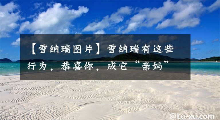 【雪纳瑞图片】雪纳瑞有这些行为，恭喜你，成它“亲妈”了