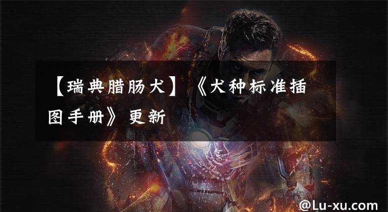 【瑞典腊肠犬】《犬种标准插图手册》更新