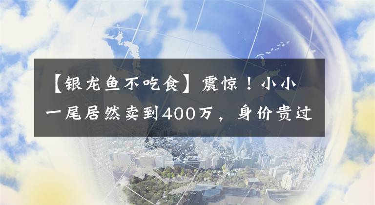 【银龙鱼不吃食】震惊！小小一尾居然卖到400万，身价贵过黄金，是有何特殊之处？