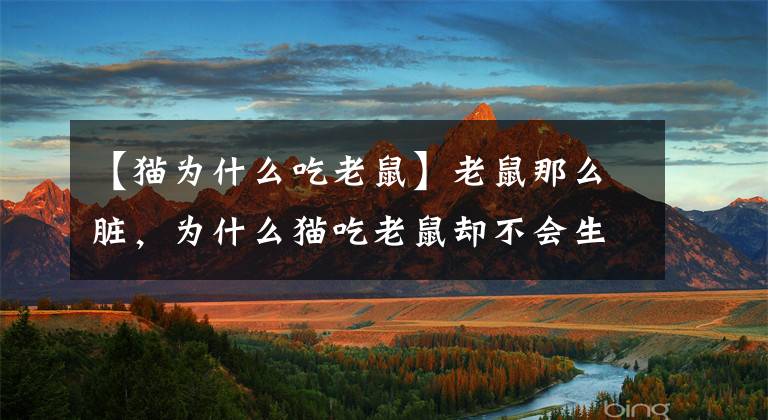 【猫为什么吃老鼠】老鼠那么脏，为什么猫吃老鼠却不会生病？原来是这样