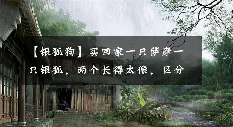【银狐狗】买回家一只萨摩一只银狐，两个长得太像，区分全靠银狐脸上的这点