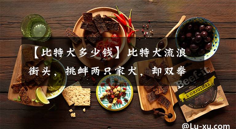 【比特犬多少钱】比特犬流浪街头，挑衅两只家犬，却双拳难敌四手，没了双耳瘸了腿