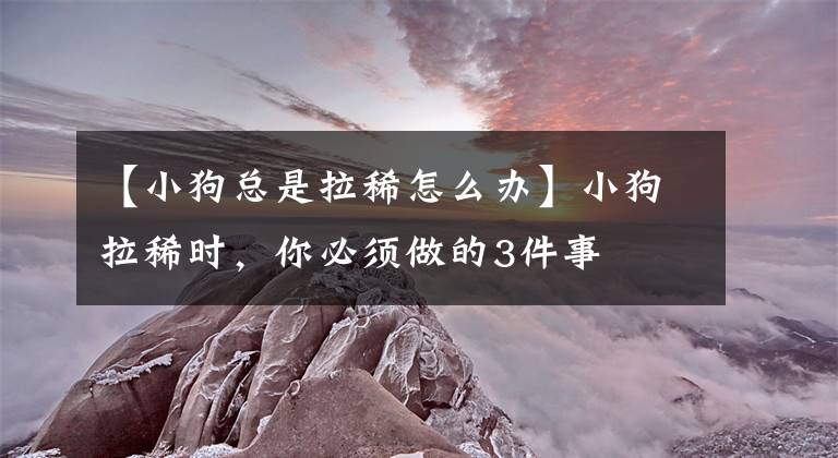 【小狗总是拉稀怎么办】小狗拉稀时，你必须做的3件事