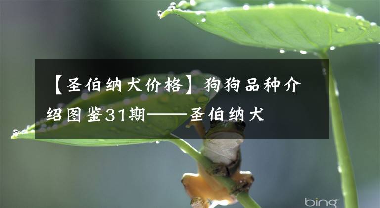 【圣伯纳犬价格】狗狗品种介绍图鉴31期——圣伯纳犬