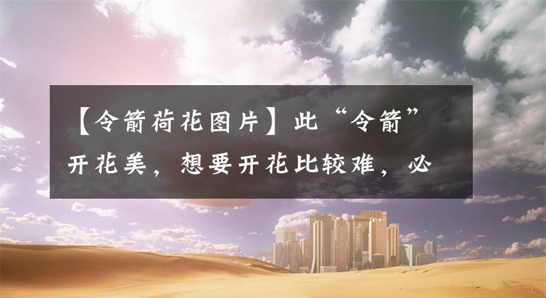 【令箭荷花图片】此“令箭”开花美，想要开花比较难，必须经历“七年之痒”才行