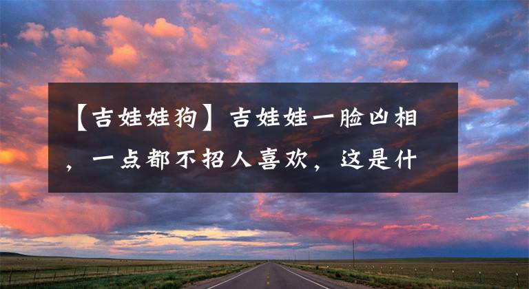 【吉娃娃狗】吉娃娃一脸凶相，一点都不招人喜欢，这是什么原因造成的？
