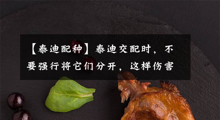 【泰迪配种】泰迪交配时，不要强行将它们分开，这样伤害很大