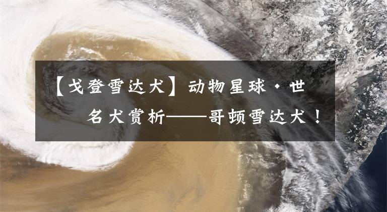 【戈登雪达犬】动物星球·世界名犬赏析——哥顿雪达犬！