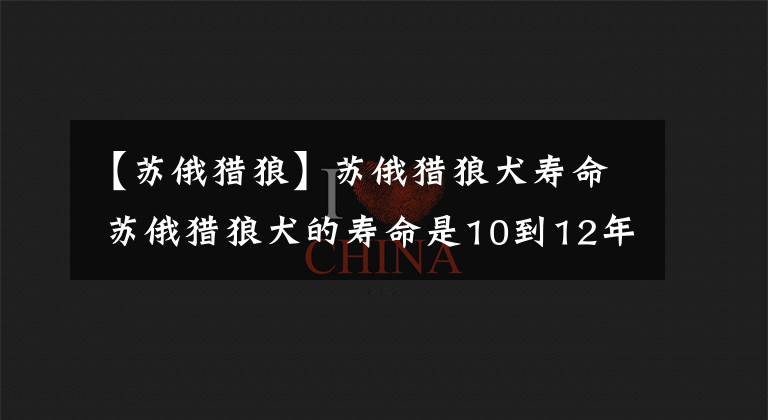 【苏俄猎狼】苏俄猎狼犬寿命 苏俄猎狼犬的寿命是10到12年