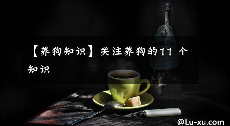 【养狗知识】关注养狗的11 个知识