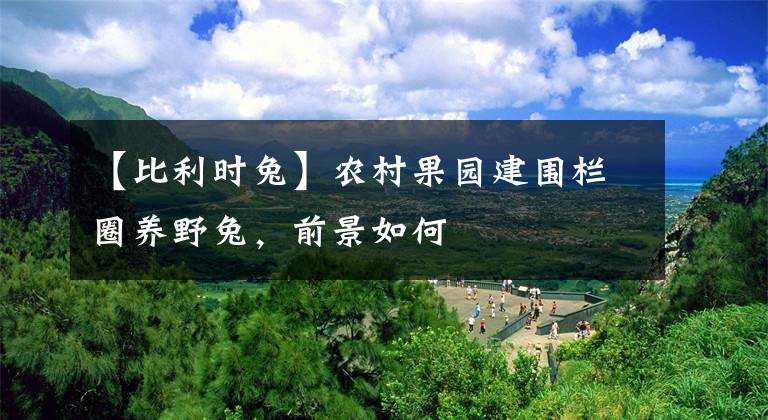 【比利时兔】农村果园建围栏圈养野兔，前景如何