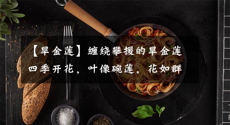 【旱金莲】缠绕攀援的旱金莲四季开花，叶像碗莲，花如群蝶飞舞，满屋飘香