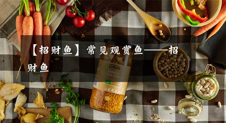 【招财鱼】常见观赏鱼——招财鱼