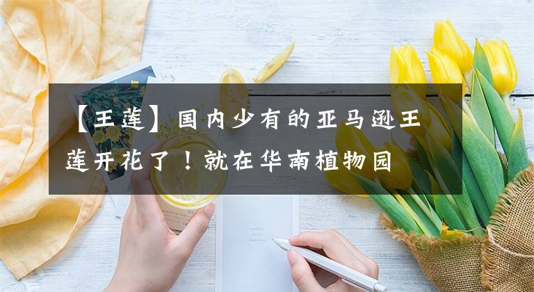 【王莲】国内少有的亚马逊王莲开花了！就在华南植物园