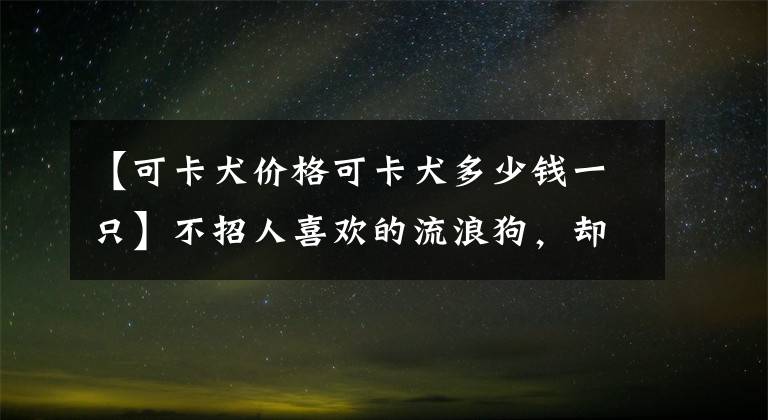 【可卡犬价格可卡犬多少钱一只】不招人喜欢的流浪狗，却成功考入英国消防队，准备要立大功啦