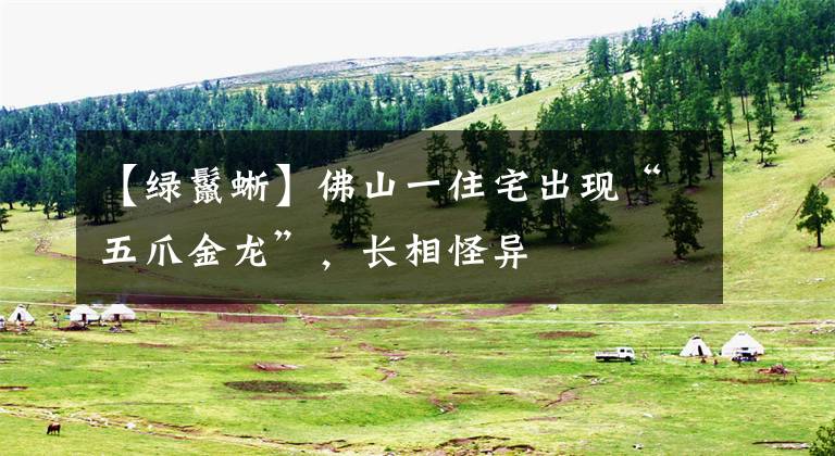【绿鬣蜥】佛山一住宅出现“五爪金龙”，长相怪异