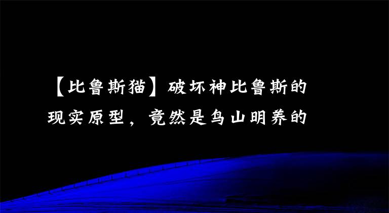 【比鲁斯猫】破坏神比鲁斯的现实原型，竟然是鸟山明养的一只猫